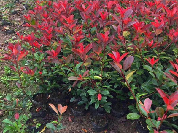 紅葉石楠.jpg