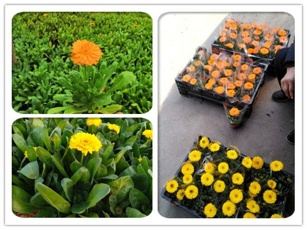 金盞花（金盞菊）